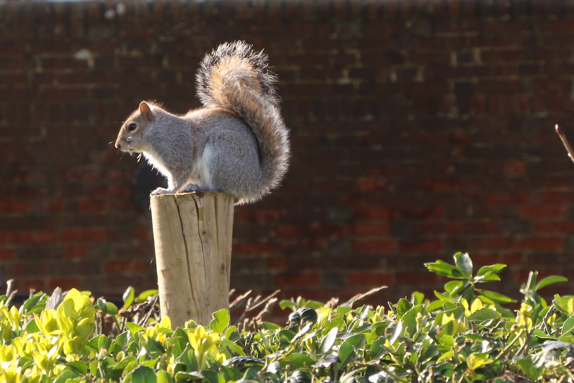 Chichester, eekhoorn in Priory Park. Van Chichester naar Salisbury