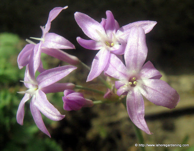 tulbaghia violacea flowers