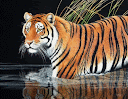 tigre-rio-agua