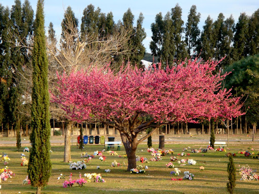 Cemitério Parque São Pedro, Rua Herminio Nichele, 600 - Umbará, Curitiba - PR, 81930-080, Brasil, Cemitrio, estado Paraná