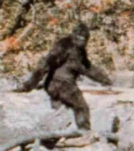 Paranormal Points To Ponder Big Foot