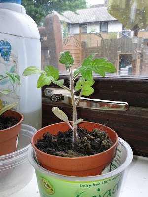 Tomato seedling with 4 leaves in small pot on windowsill