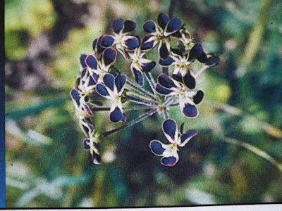 Pelargonium Lobatum flowers