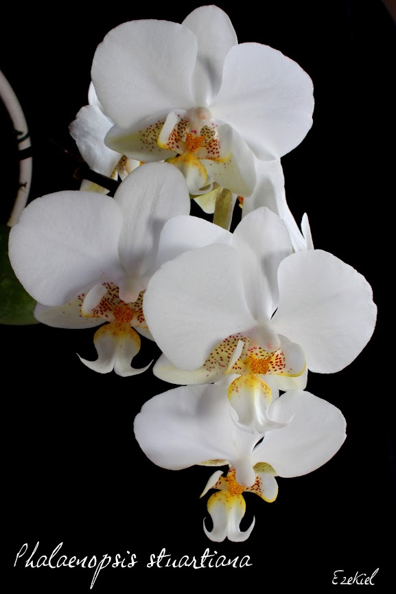 Phalaenopsis stuartiana IMG_6018