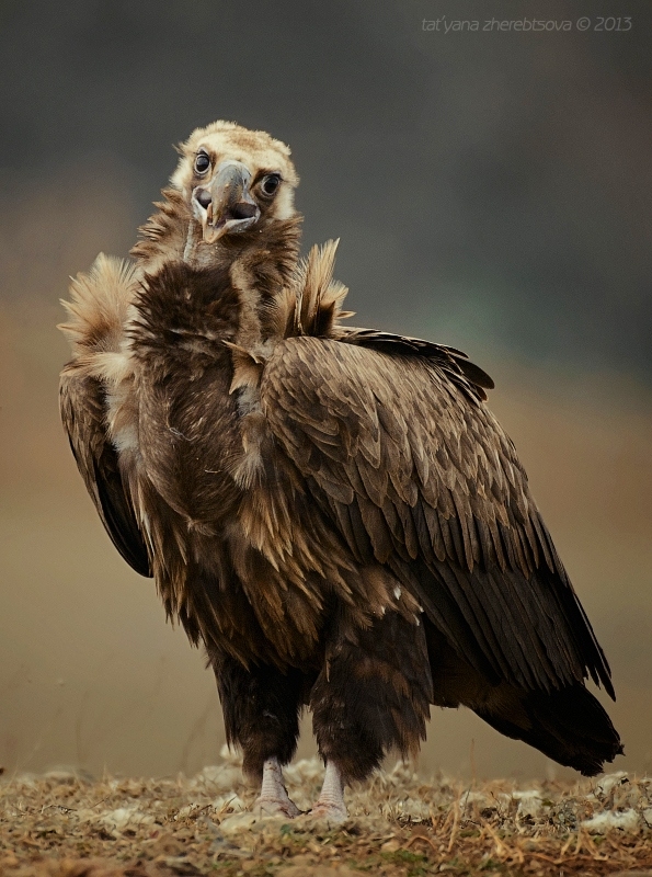 wildlife.crimea.ua