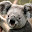 Koala Bear's user avatar