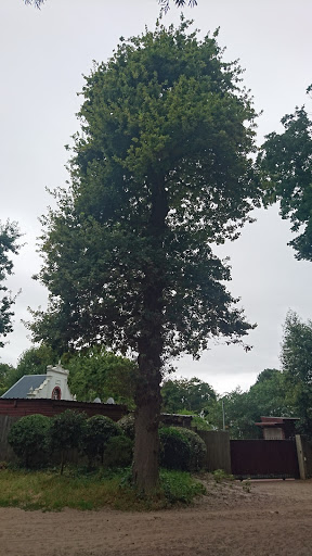 Klaasenbosch greenblet Trail