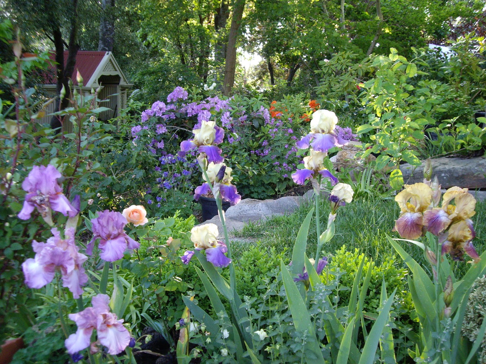 Philip�s Companion Plants Rhododendrons South Australia