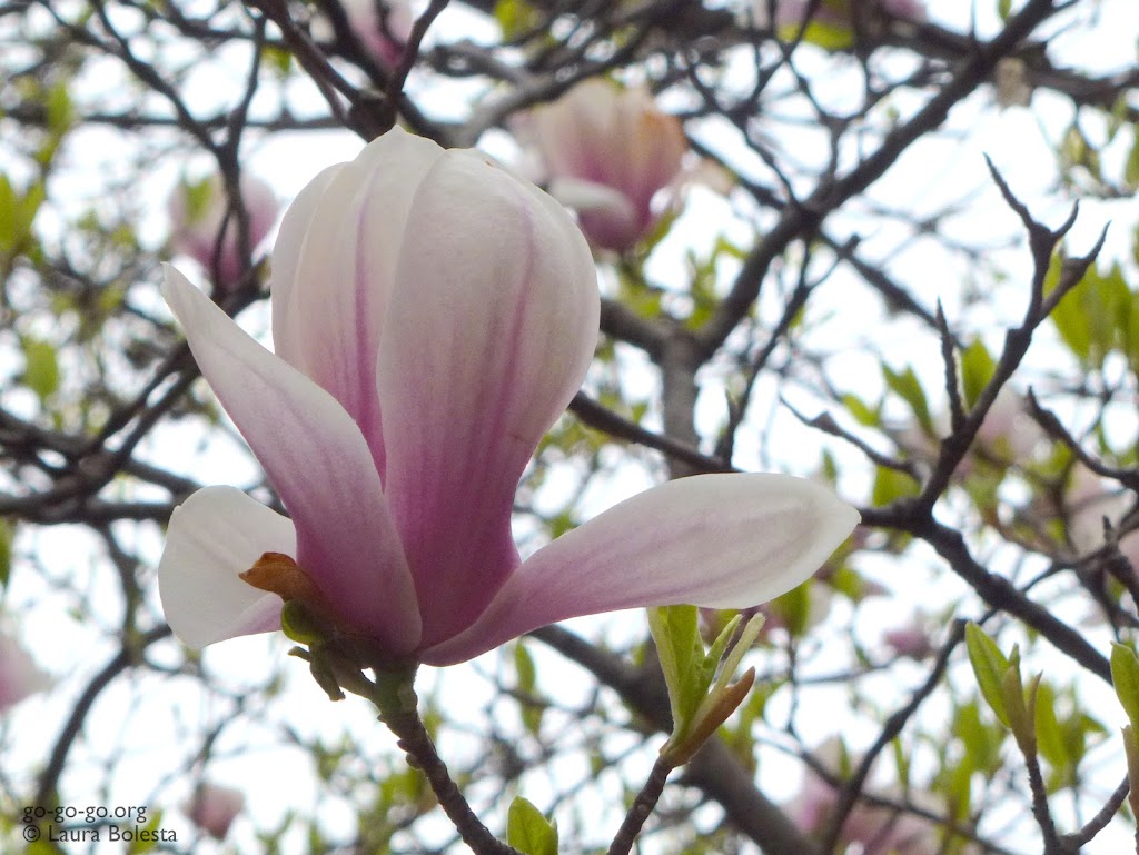 Everyday Photo: Magnolia by Laura Bolesta