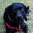 Steve Dick avatar image