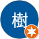 倫敦樹 倫敦樹