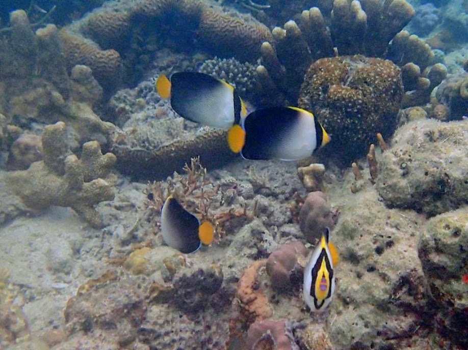 Chaetodontoplus mesoleucus (Vermiculated Angelfish), Chindonan Island, Palawan, Philippines.