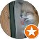 Crazy Fox Crazy Fox
