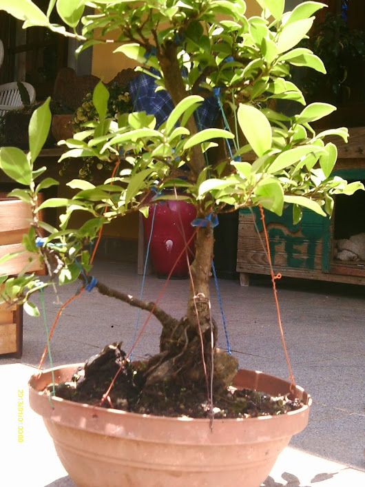 Ficus Microcarpa , Tronco Duplo... IMAG0130