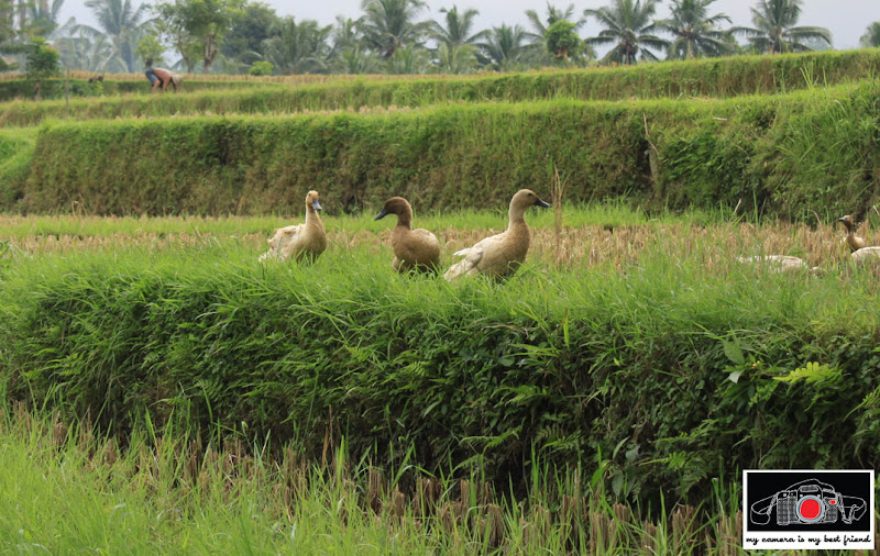 Ducks and rice farmer