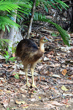 AUSTRALIA: EL OTRO LADO DEL MUNDO - Blogs de Australia - Cairns: Kuranda-buceo en la Gran Barrera-Rain Forest (21)
