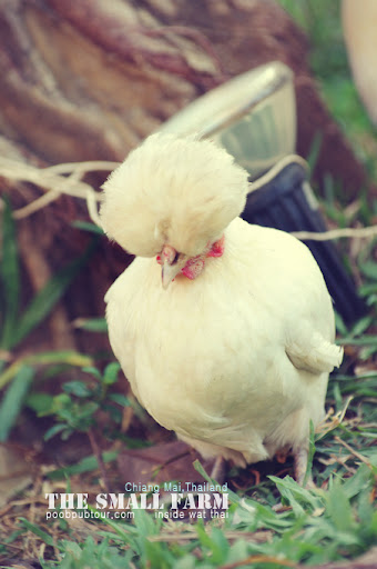 ไก่โปแลนด์the small farm ไก่โปแลนด์ the small farm