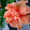 Diana Cankov Diana Cankov's profile photo