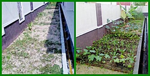 Tanah yang kecil mampu dimanfaatkan dengan pulangan hasil yang lumayan. Gambar menunjukkan tanah sebelum dan selepas diusahakan untuk menanam sayur-sayuran. Tanah yang kecil mampu dimanfaatkan dengan pulangan hasil yang lumayan. Gambar menunjukkan tanah sebelum dan selepas diusahakan untuk menanam sayur-sayuran.