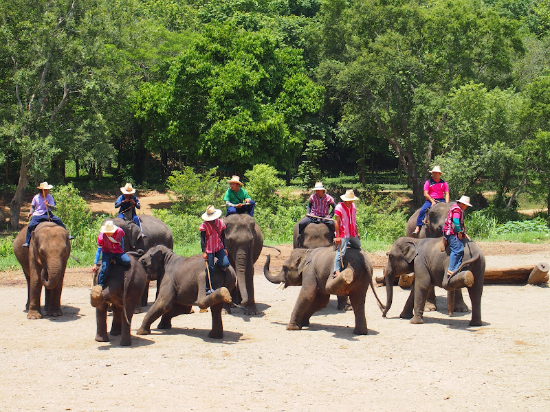 Por Tierras de Siam - Blogs de Tailandia - Chiang Mai - Tiger Kingdom / Maetaeng Elephant Park/ Wat Doi Suthep (12)