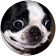 Sebastian dog pro solis Sebastian dog pro solis