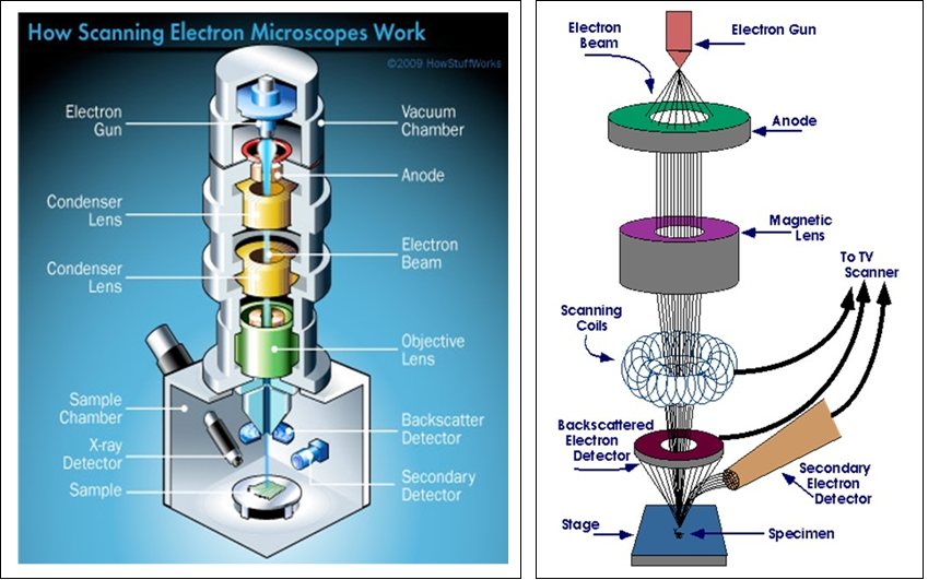 Scanning Electron Microscopy@UNIMAP: Scanning electron microscope (SEM) &  how it works