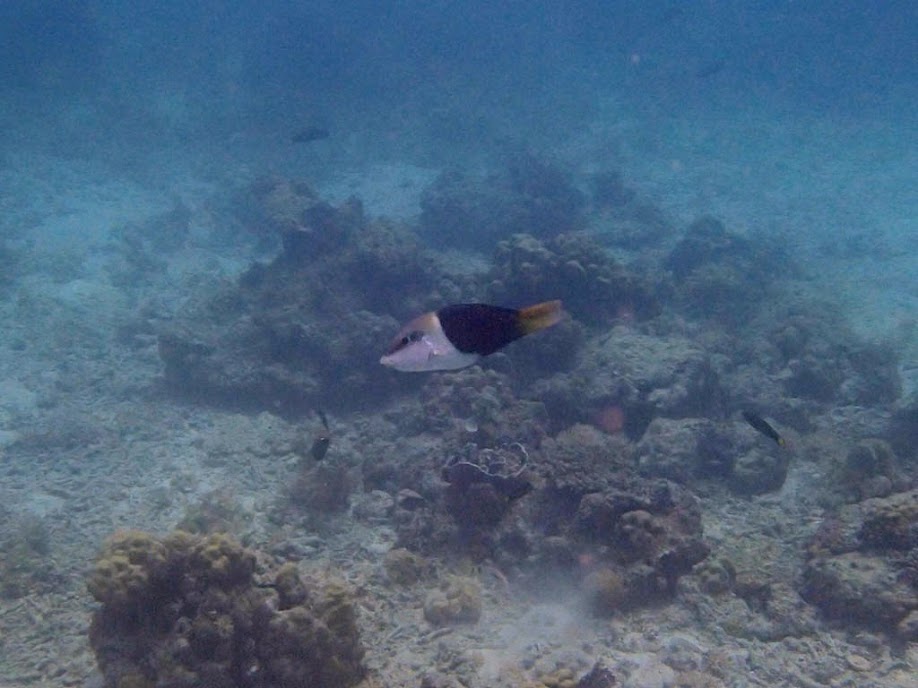 Hemigymnus melapterus (Juvenile Blackeye Thicklip Wrasse), Entatula Island Beach Club reef, Palawan, Philippines.