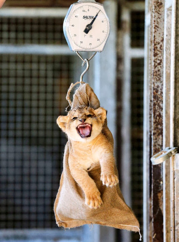 A one-month-old lion cub is weighed at a safari park in Scotland.