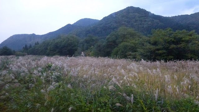 Feathery reeds and mountains