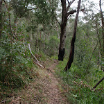 Track along the Grose River (50288)