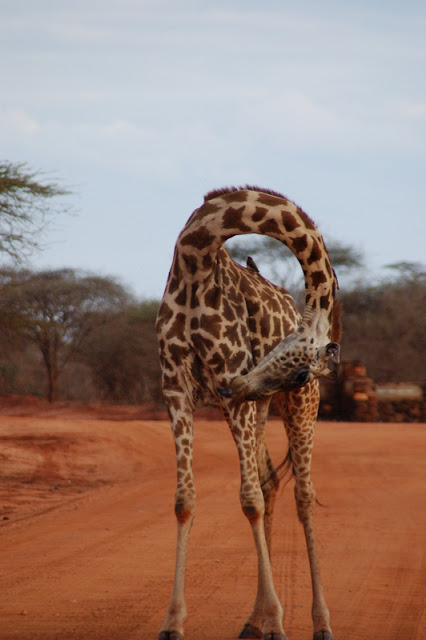 Tsavo West y regreso (7-9 de julio de 2009) - El zoo más grande del mundo - Kenya (2009) (11)