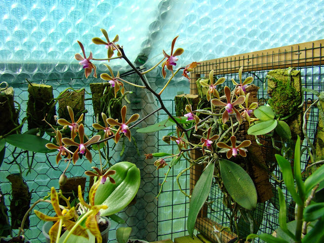 Phalaenopsis honghenensis DSC02150