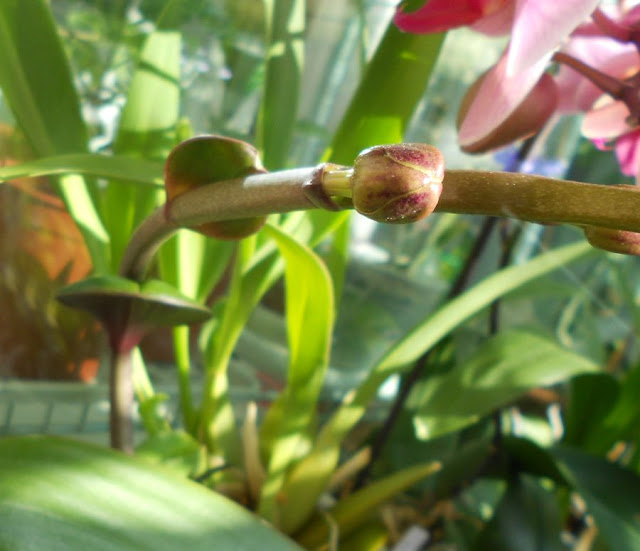 Странности и интересности наших орхидей - Страница 7 DSCN3401