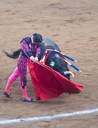 El toro _DSC0547