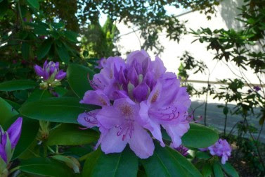 Rododendron 'Catawbiense Grandiflorum' Rhododendron