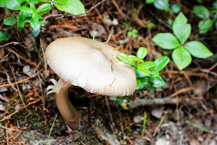 Остров Сахалин глазами аборигена