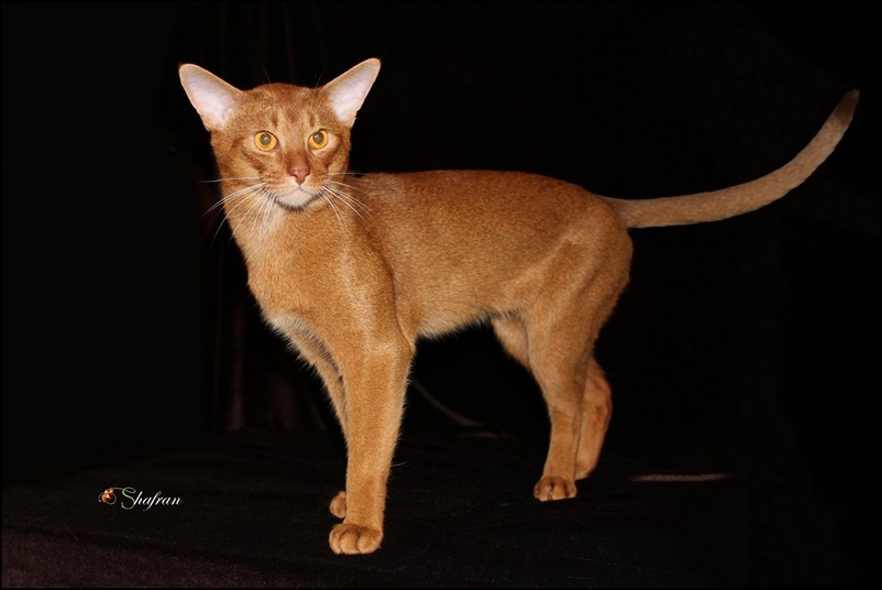 Konfetti Chubays, Abyssinian cat