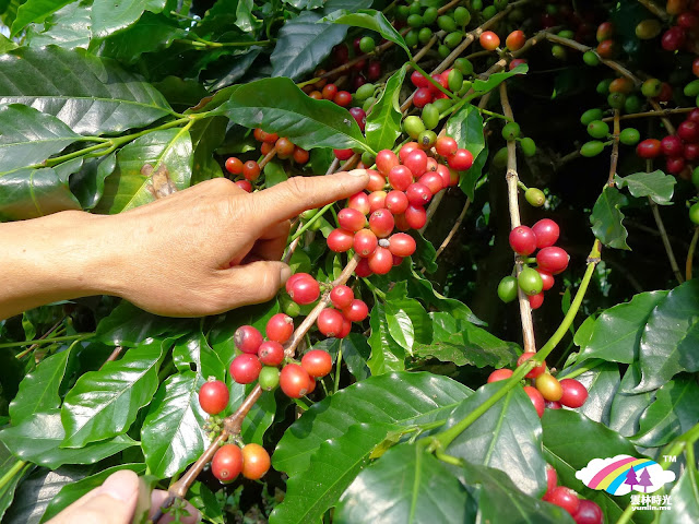 茂盛的台灣咖啡豆
