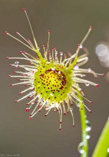 378A7431_Tall_Sundew.jpg