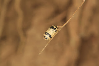 insects photography Cindy Skeie Laguna de Apoyo