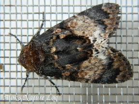 Noctuidae, Pantheinae