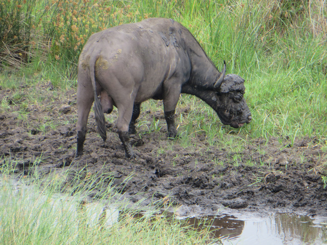 Waterbuffel stier, iSimangaliso Wetland Park, Zuid Afrika