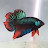 Max iMus avatar image