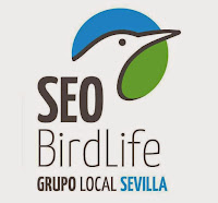 Grupo Local SEO-Sevilla de SEO/BirdLife