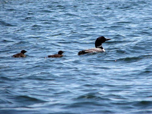 Common Loon with Chicks