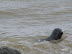 Young seal playing in the surf