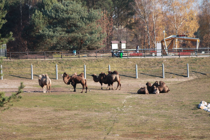 Wybieg baktrianów w poznańskim Nowym Zoo