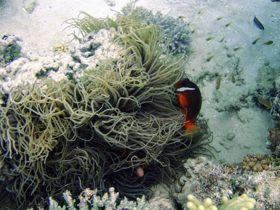 Amphiprion barberi (Fiji Tomato Clownfish) with Heteractis crispa (Sebae Anemone) , Naigani Island, Fiji.