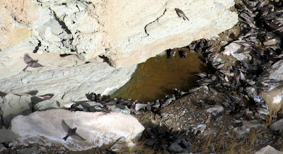 Gray-crowned rosy finches