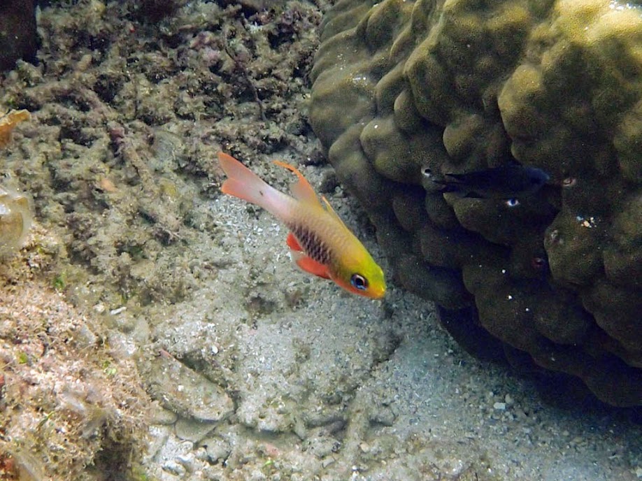 Apogon griffini (Hookfin Cardinalfish), El Nido, Palawan, Philippines.